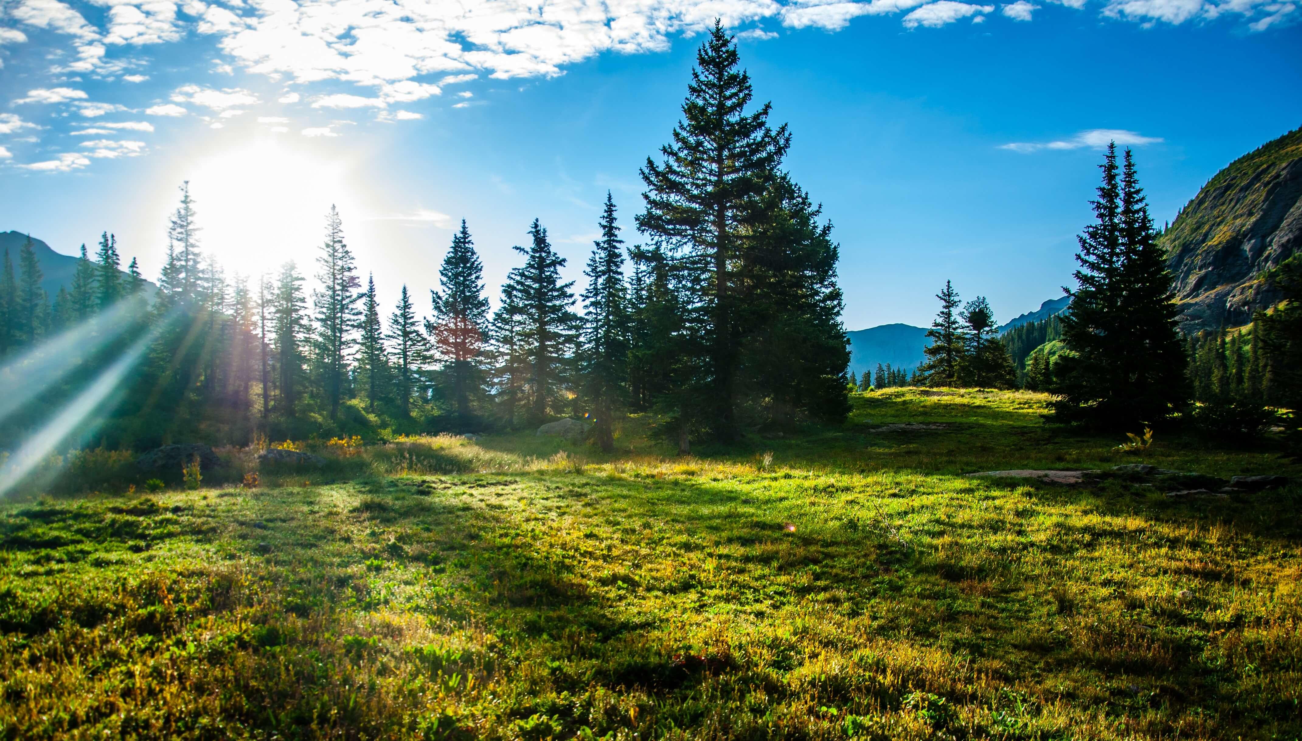 Sun shining through trees
