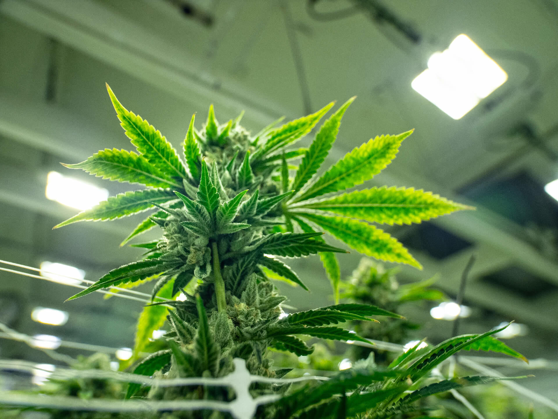 cannabis plants shown in an indoor grow operation under grow lights