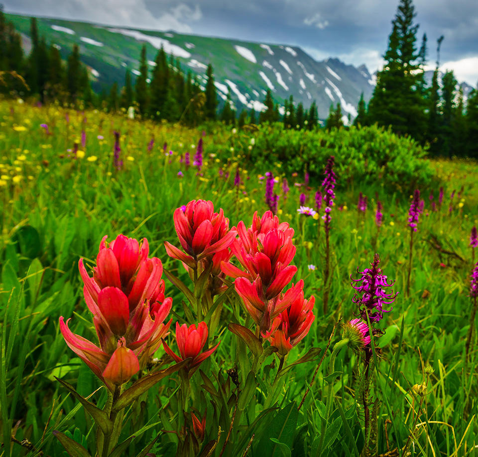 Foreground of Vibrant Wildflower Meadow and Middleground of an Evergreen Forest and Background of Snowcapped Mountains