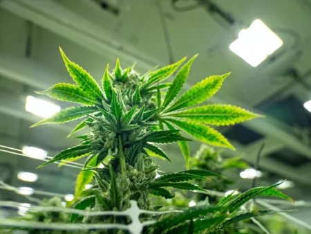cannabis plants shown in an indoor grow operation under grow lights